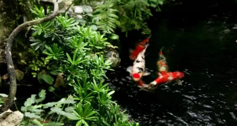 平!安!夜!关于硝化细菌最详细的贴子,需要你来点赞!