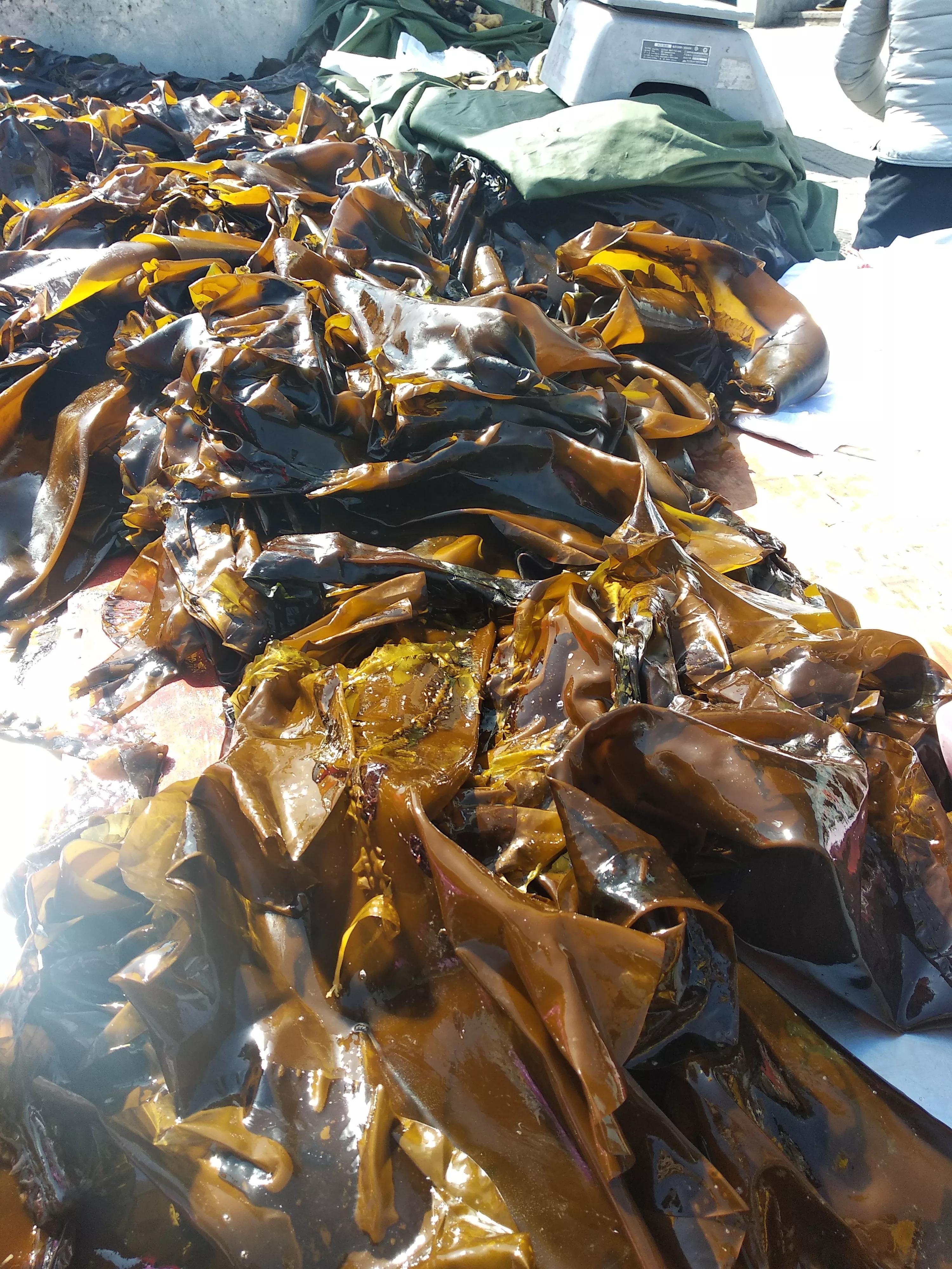 新鲜海带怎么做汤才好喝,新鲜海带怎么做好吃又简单