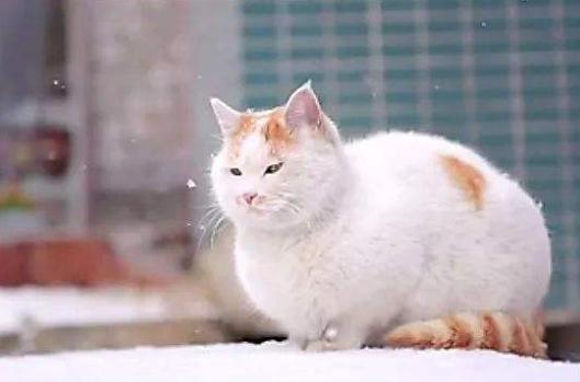 来看看你家猫在古代叫什么名字,古代猫咪花色名称大全
