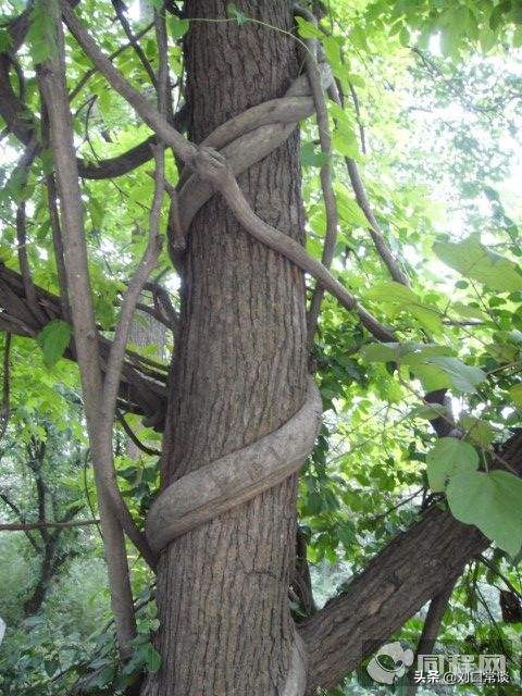 已经三十岁了，父母还不愿意给我买车，该离家出走吗？