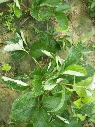 如何有效防治草莓黑星病,草莓白粉病如何预防和治疗