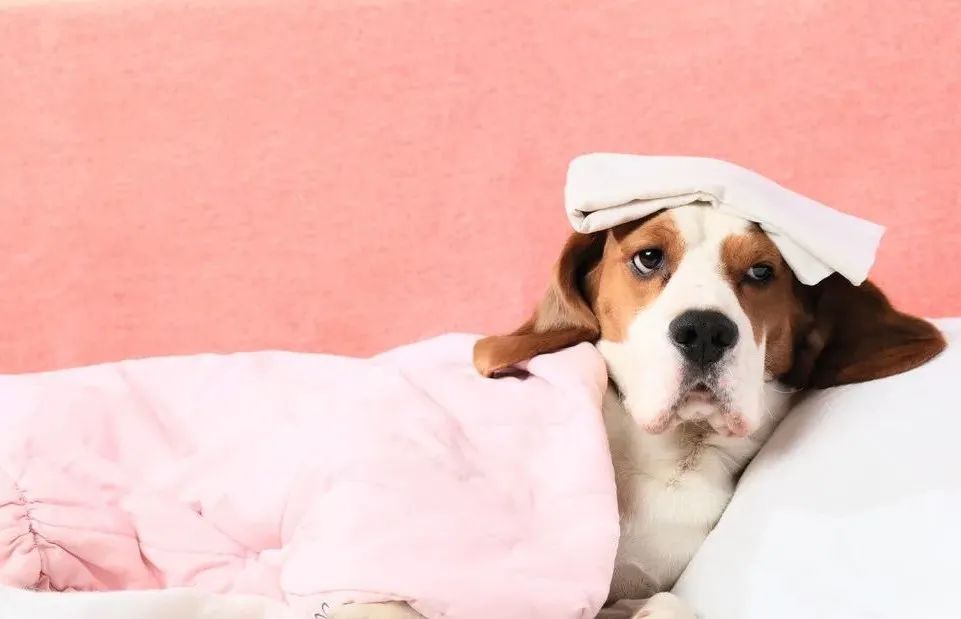 幼犬抽搐口吐白沫查不出犬瘟,狗狗犬瘟抽搐吐大量白沫怎么办