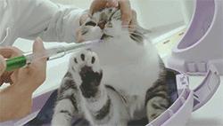 一学就会的喂药秘笈！轻松解决猫咪的吃药难题