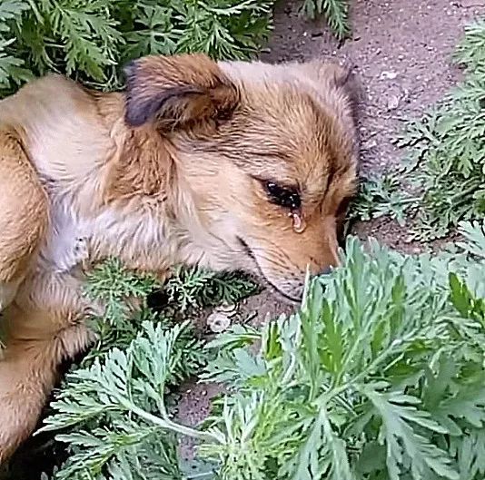 狗狗知道自己会死了会去哪,狗狗知道要死的图片