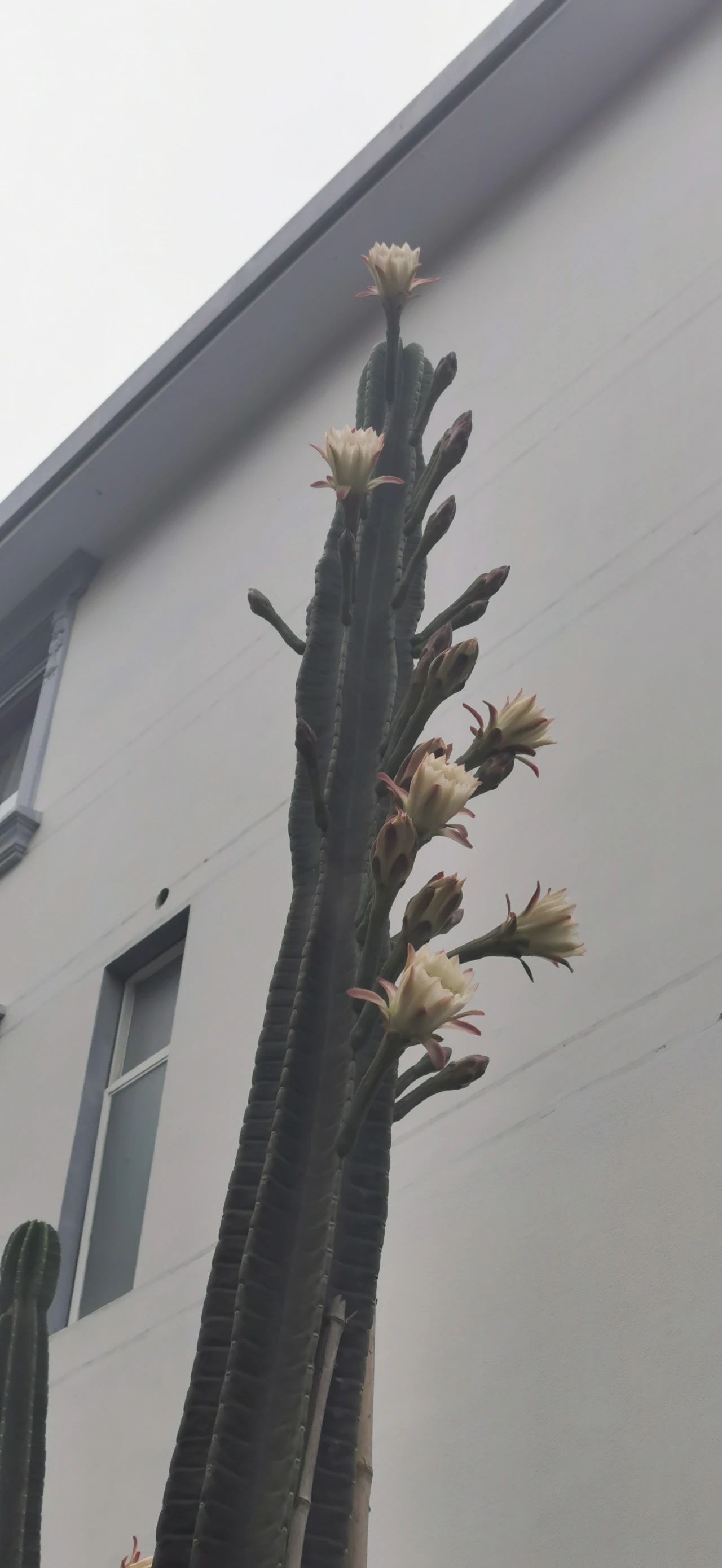 小小仙人掌开花生活处处充满惊喜,仙人掌科中的巨无霸