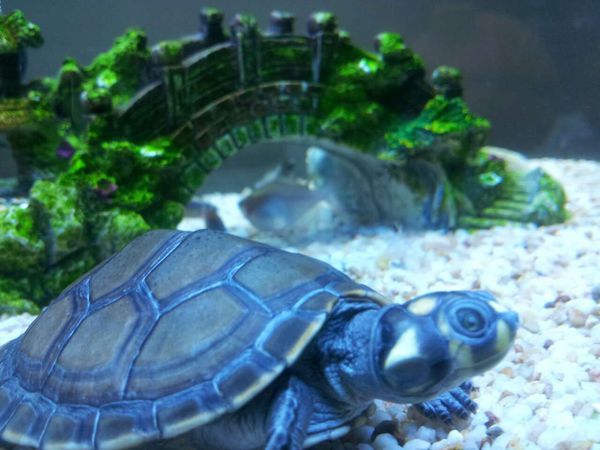 与热带鱼混养的深水龟,小型热带鱼混养龟推荐