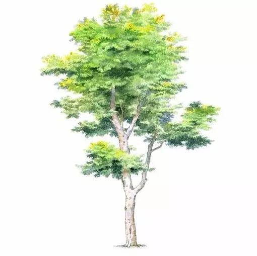 十种不同树叶的画法,五种不同树木的画法简单的