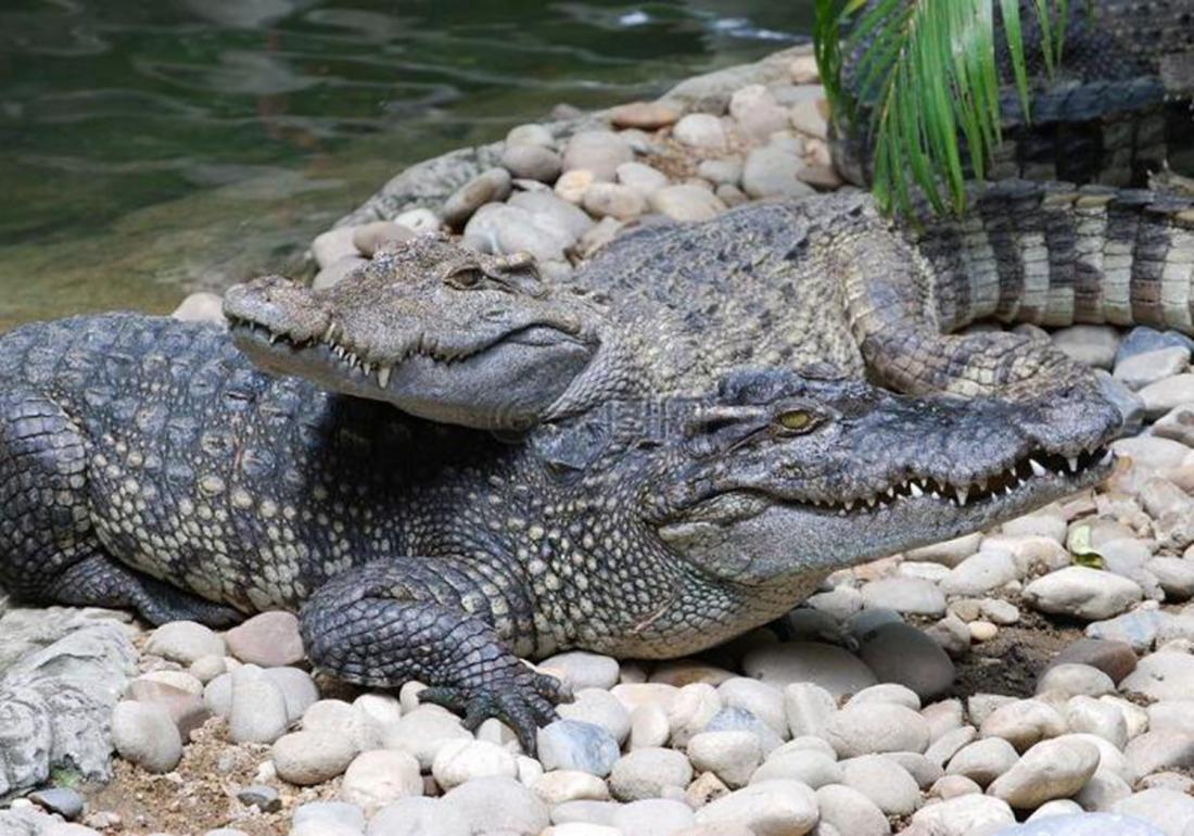 鳄类养殖之防治篇，应对卵黄囊疾病，不得不知的这些知识