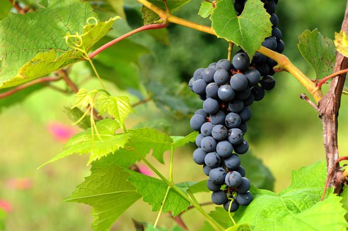 农村的野果子有哪些,农村的野果子真好吃