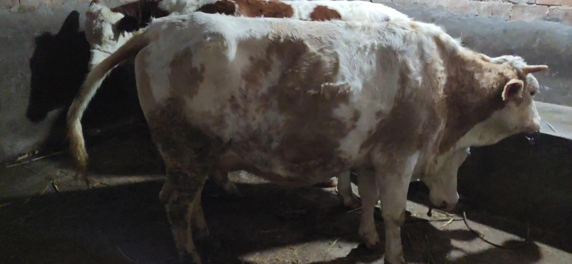 养殖户爆料：不该和夏洛莱配种，小牛腿都扯断了，赔了一万多