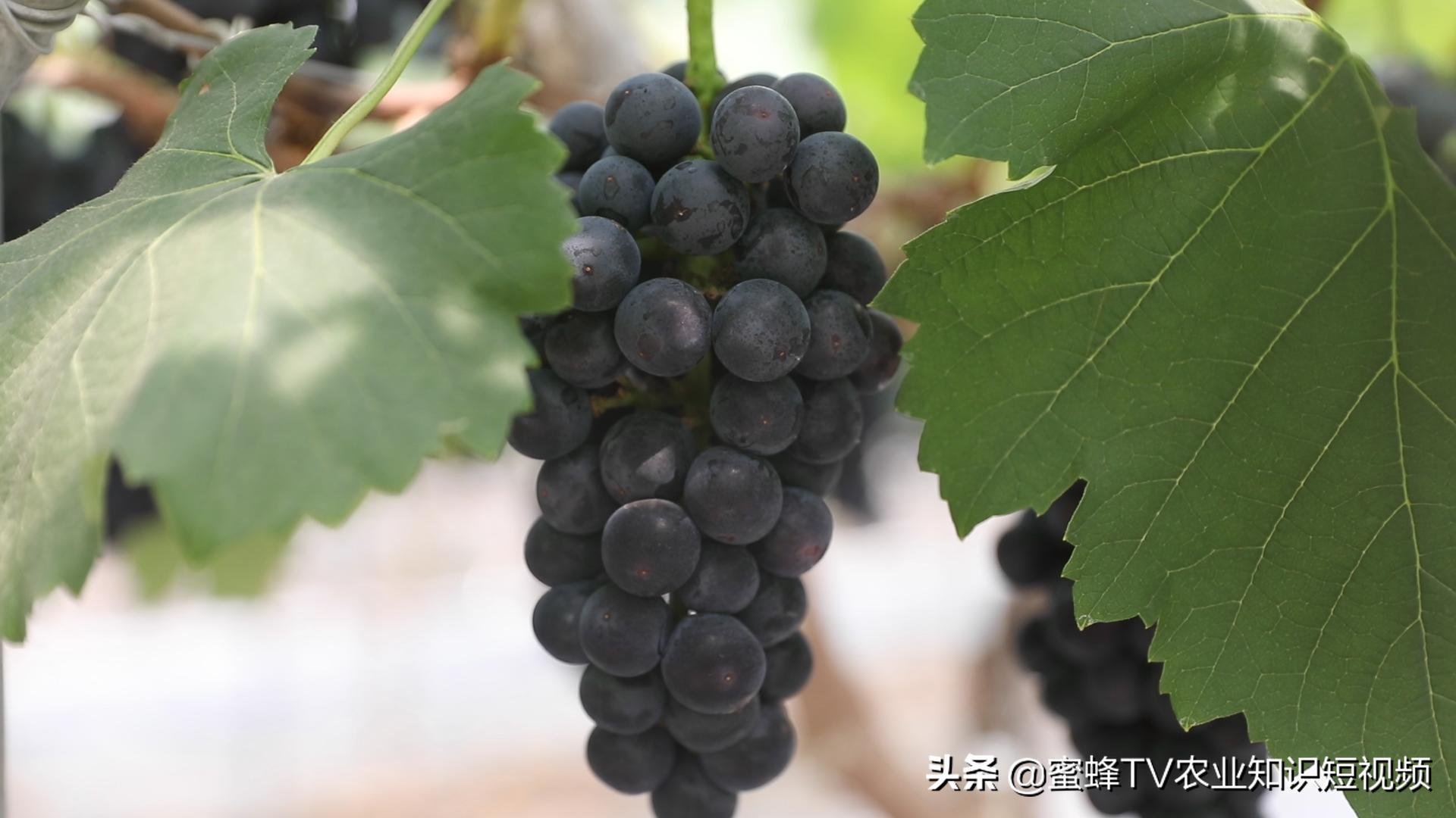 作物转色增甜期，如何管理才能着色均匀，果实甜，卖出好价钱？