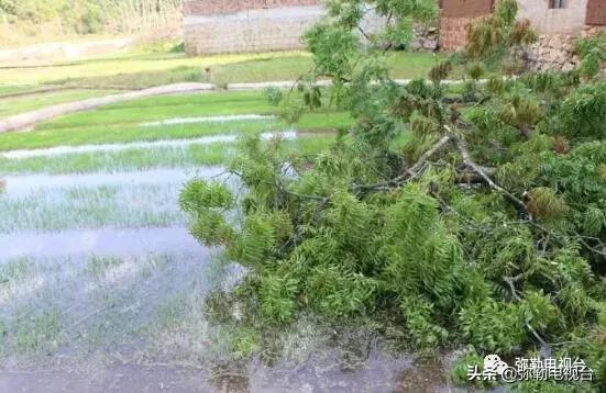 一棵被保护的百年古树,一棵百年的古树被雷击