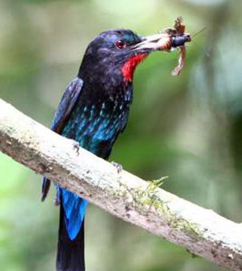 东江揽胜,惠州淡水常见鸟类图谱