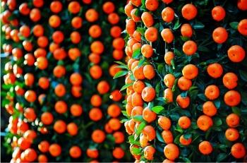 年桔的风水作用,年桔有哪些意义