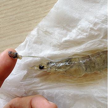 爱吃虾人士的美食食谱,爱吃虾的人怎么挑虾尾呢