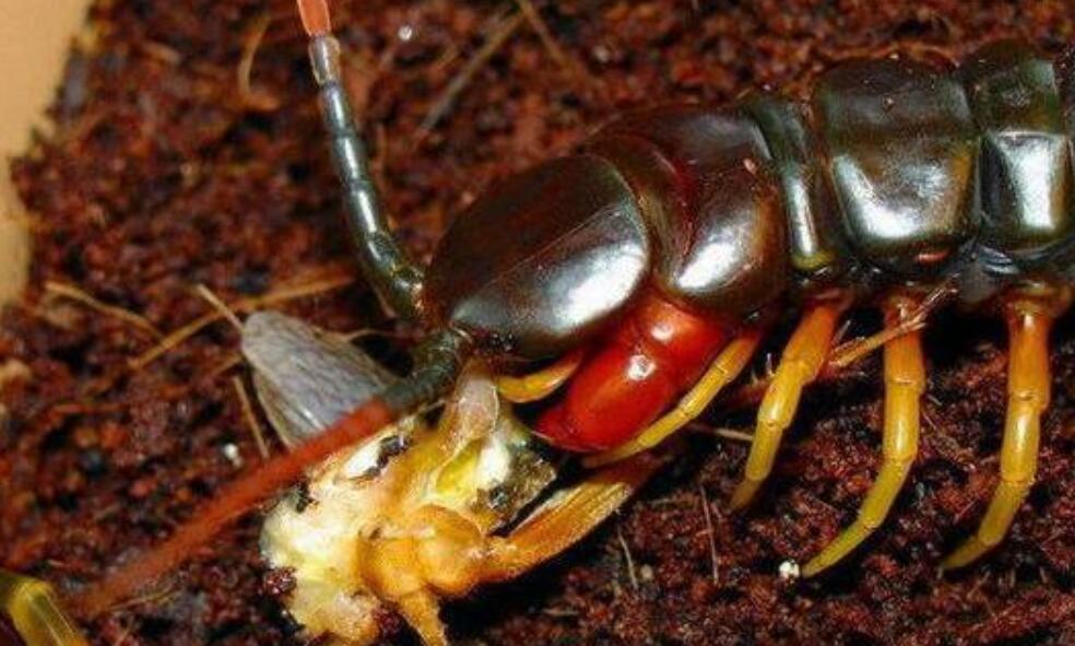 被蜈蚣虫咬一口后果有多严重,男子被蜘蛛咬后身体反应