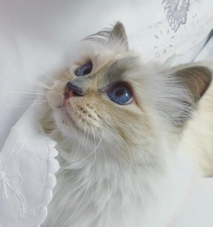 老佛爷卡尔生平,老佛爷卡尔为什么叫老佛爷