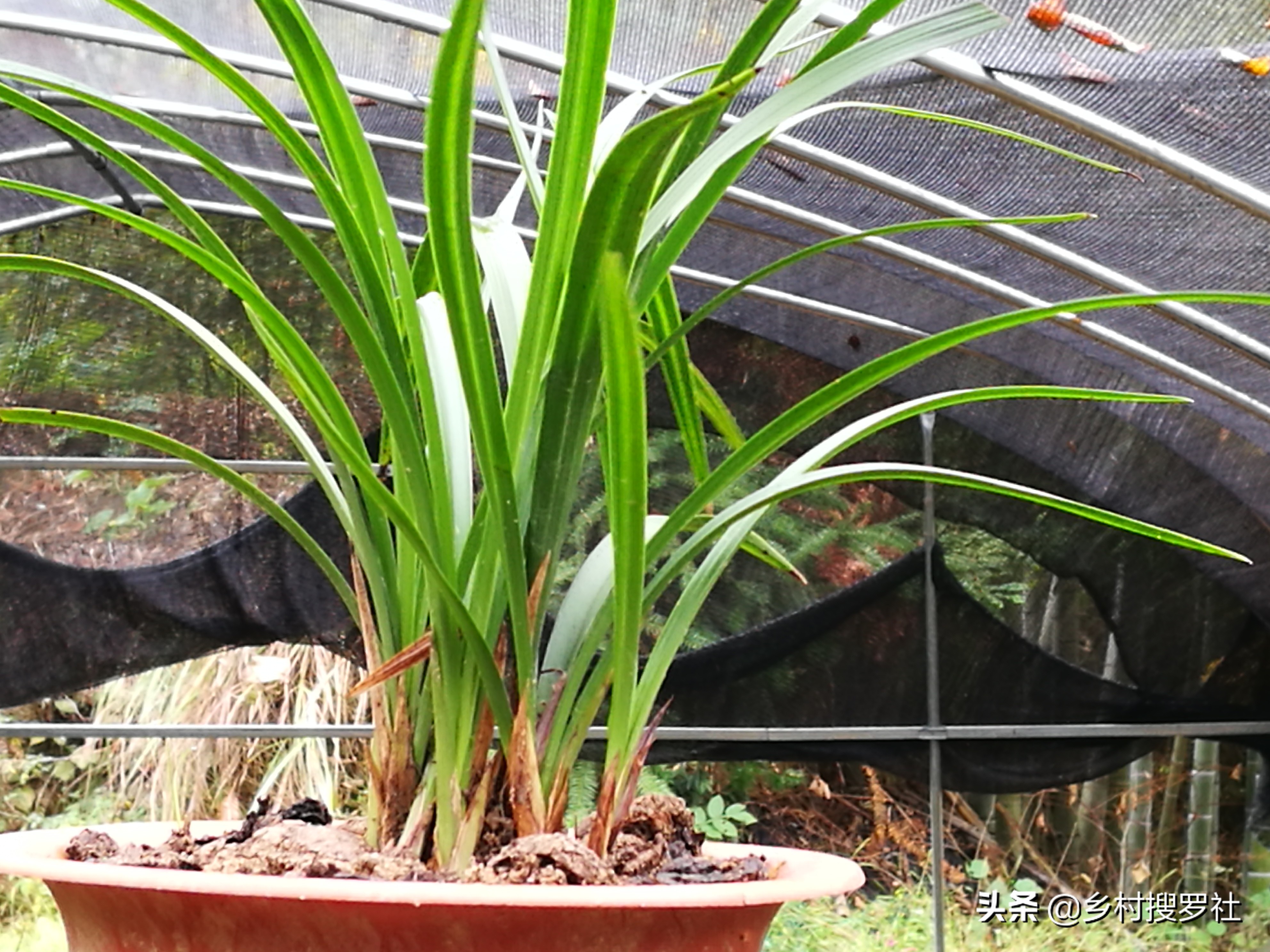 兰花的移栽方法和注意事项,如何将移栽的兰花尽快服盆