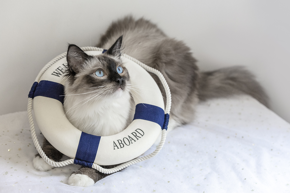 猫咪猫瘟最佳治疗方法,猫咪得了猫瘟如何治疗