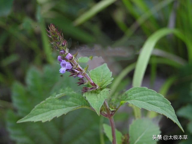痱子草性寒吗,痱子草泡水喝清肺热吗