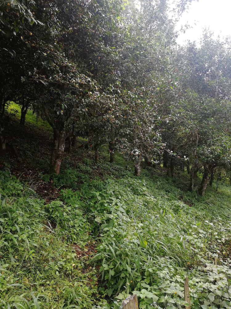 临沧邦东茶区都有什么茶,临沧邦东古树茶