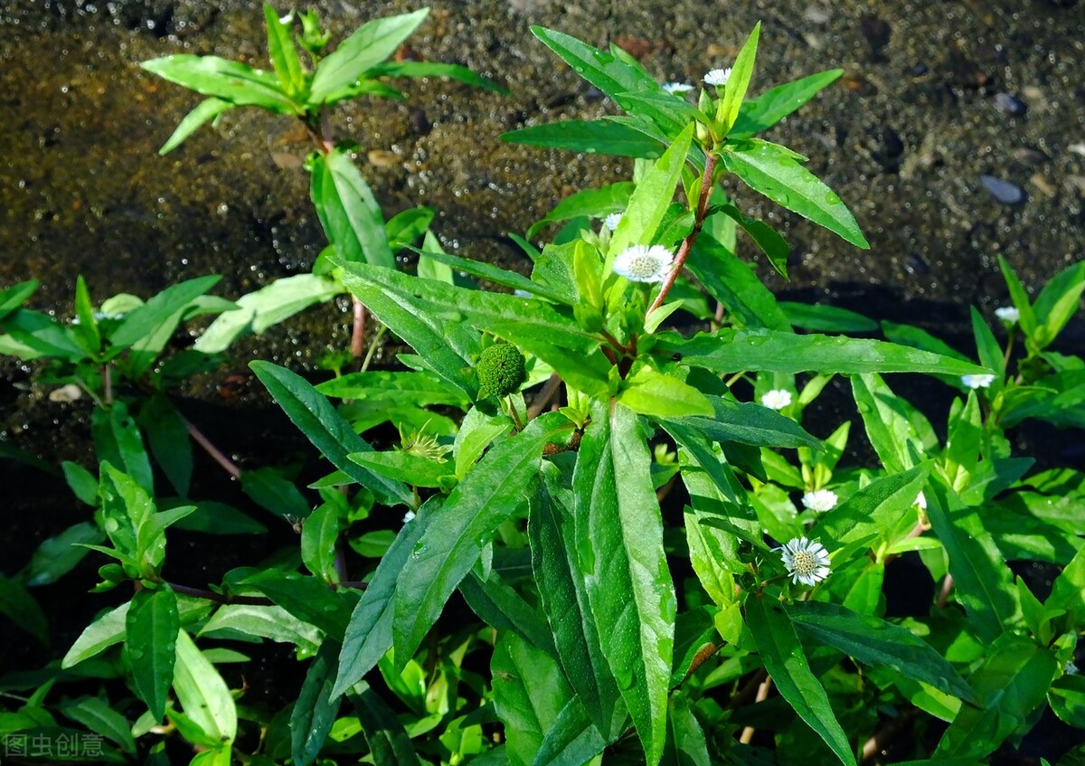 痱子湿疹中药膏,婴儿痱子药浴配方