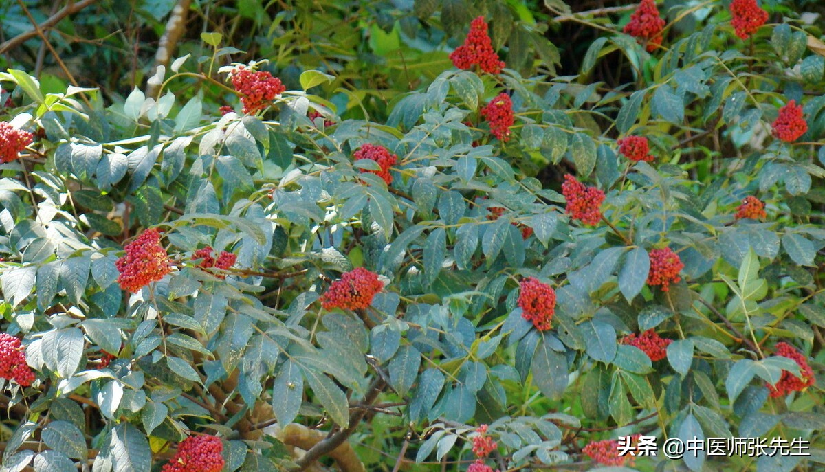 吴茱萸为温中散寒的主药,吴茱萸治胃积热