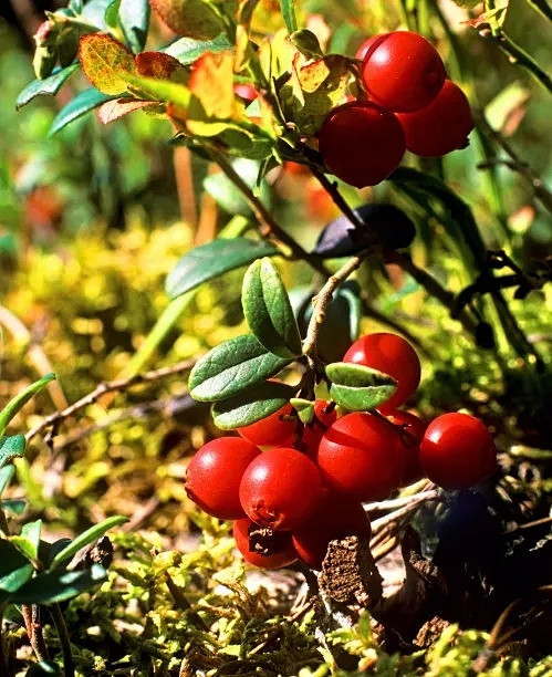 热门护肤品成分,护肤品好的成分一览表