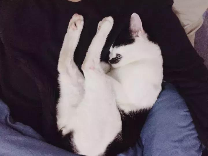 猫抑郁症吃什么,猫是治疗抑郁症的良药