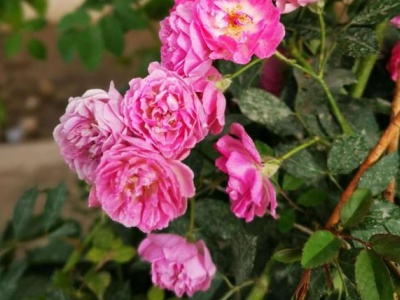 植物有白色的东西怎么去掉小妙招,植物长了白色的东西很黏