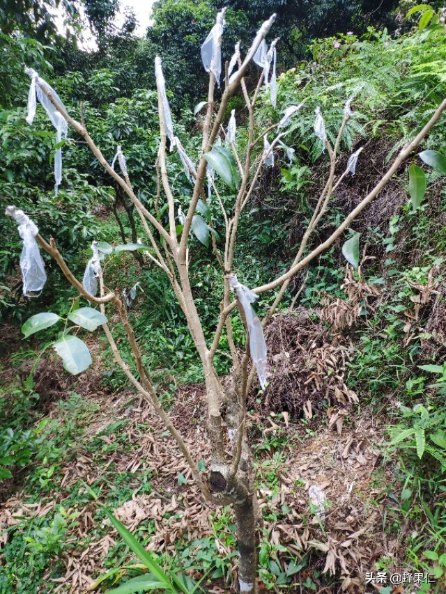 野生荔枝树,农村大量荔枝树