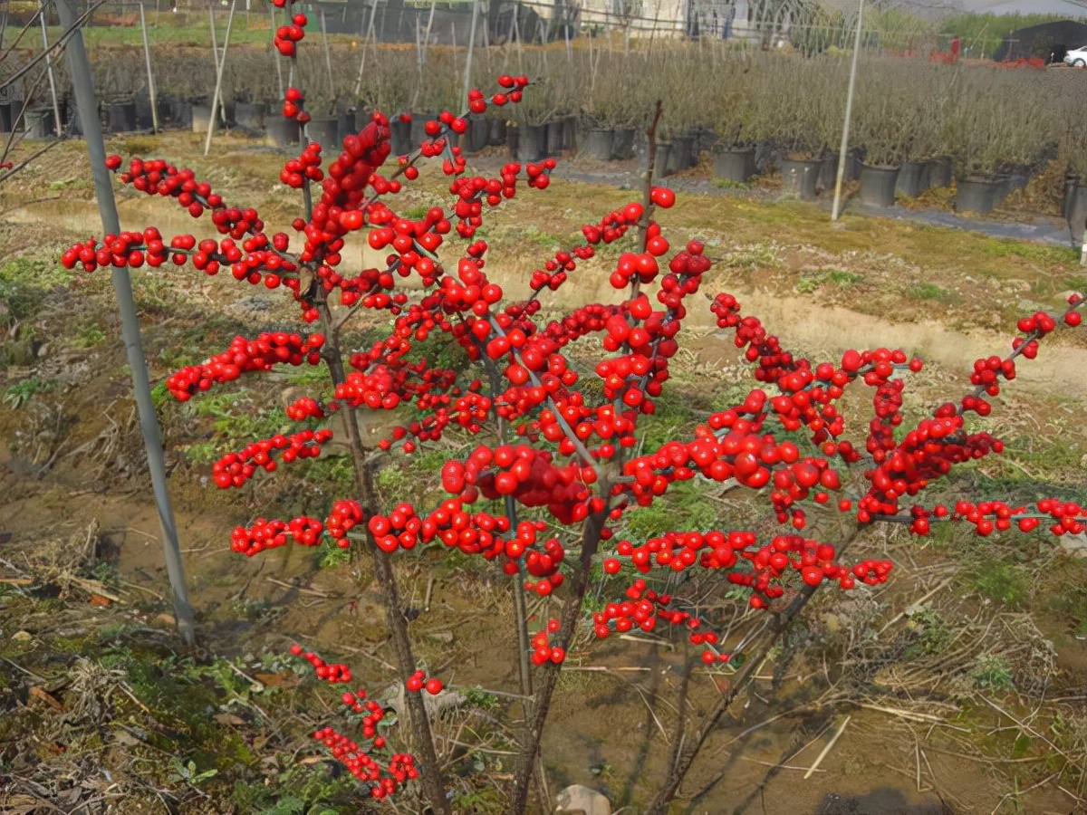 什么品种的冬青树比较好,北美冬青红遍中国