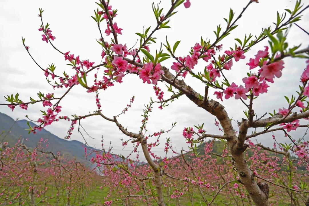 台州藏在深山里的世外桃源,台州家乡春天的美景