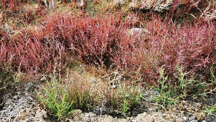 龙眼凤羽的艾肯泉，该称恶魔之眼，还是天使之眼，你来决定吧