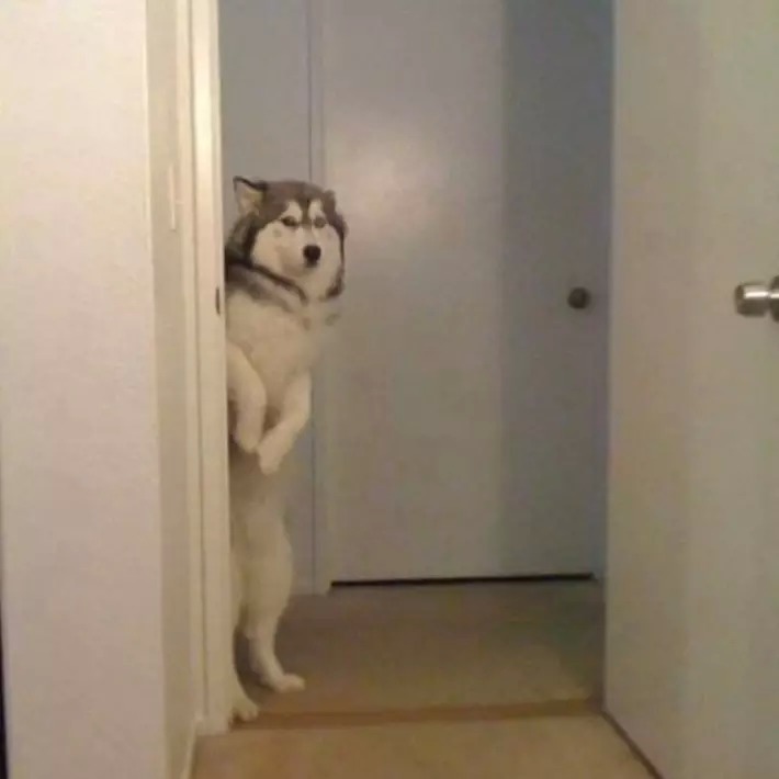 为什么这些狗狗当不了警犬，大型“反间计”现场