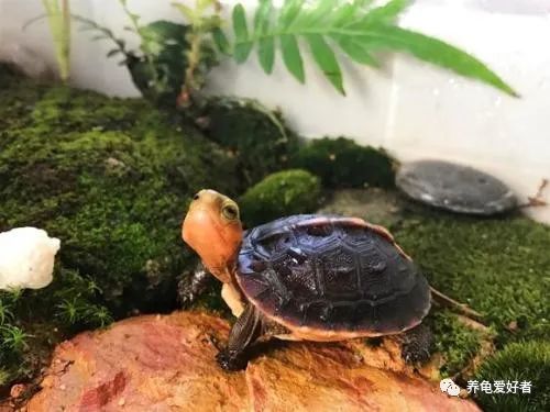 谁说乌龟跑得比人还快,谁说乌龟跑不快