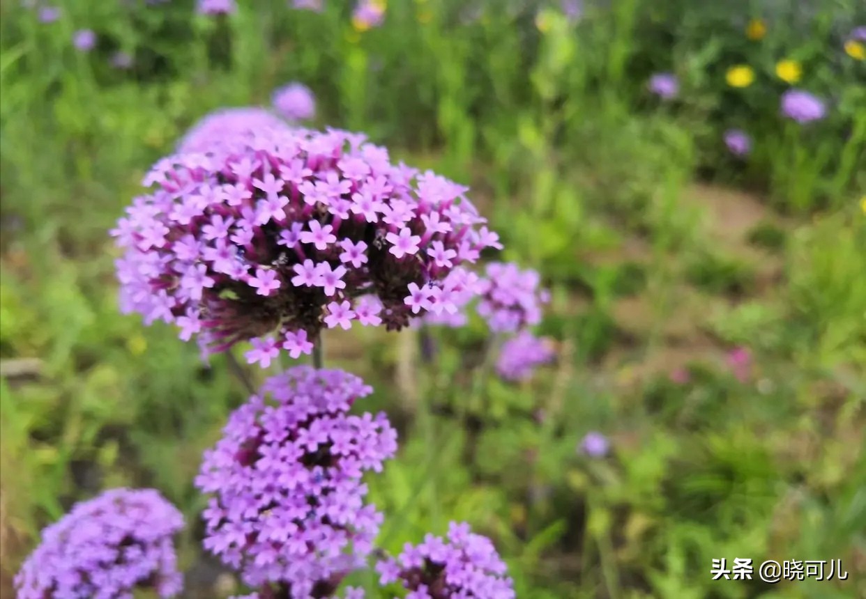 山东送游客什么礼物,山东沿海旅游必买纪念品
