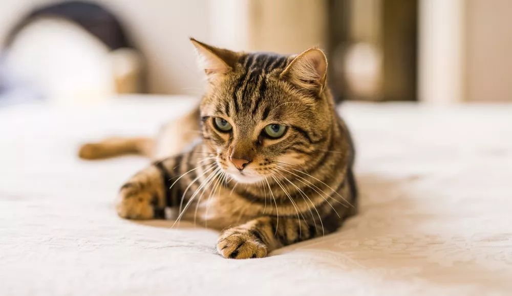 十块钱就能买一只狸花猫是真的吗,几十元的狸花猫能养吗