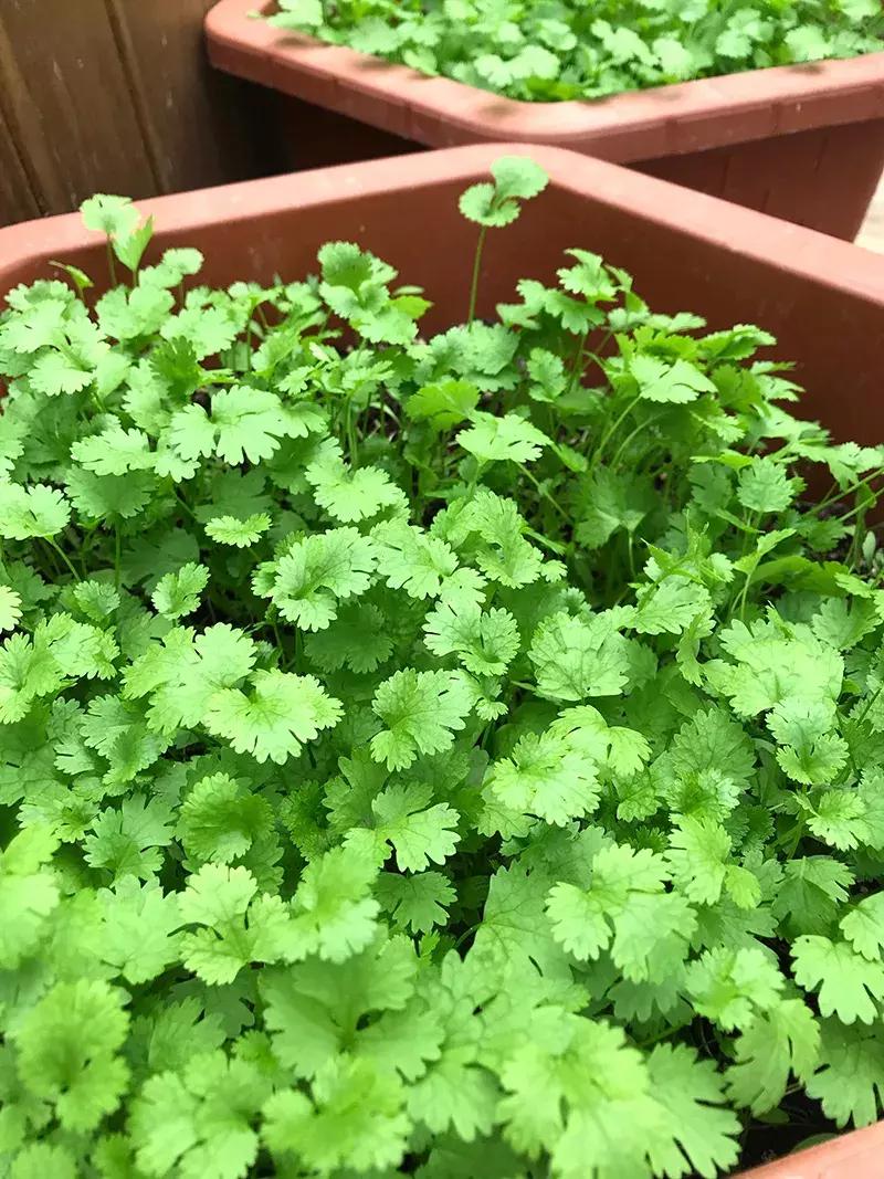 可以调味增香的蔬菜,让你越吃越香的蔬菜