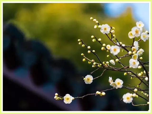 魔都四月赏花,魔都春季赏花好地方