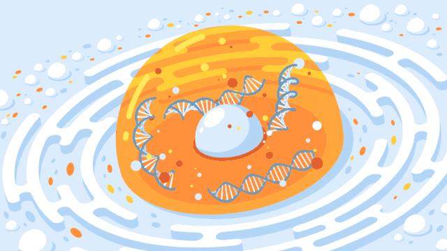 egf冻干粉鉴定,如何判断冻干粉是不是afgf的