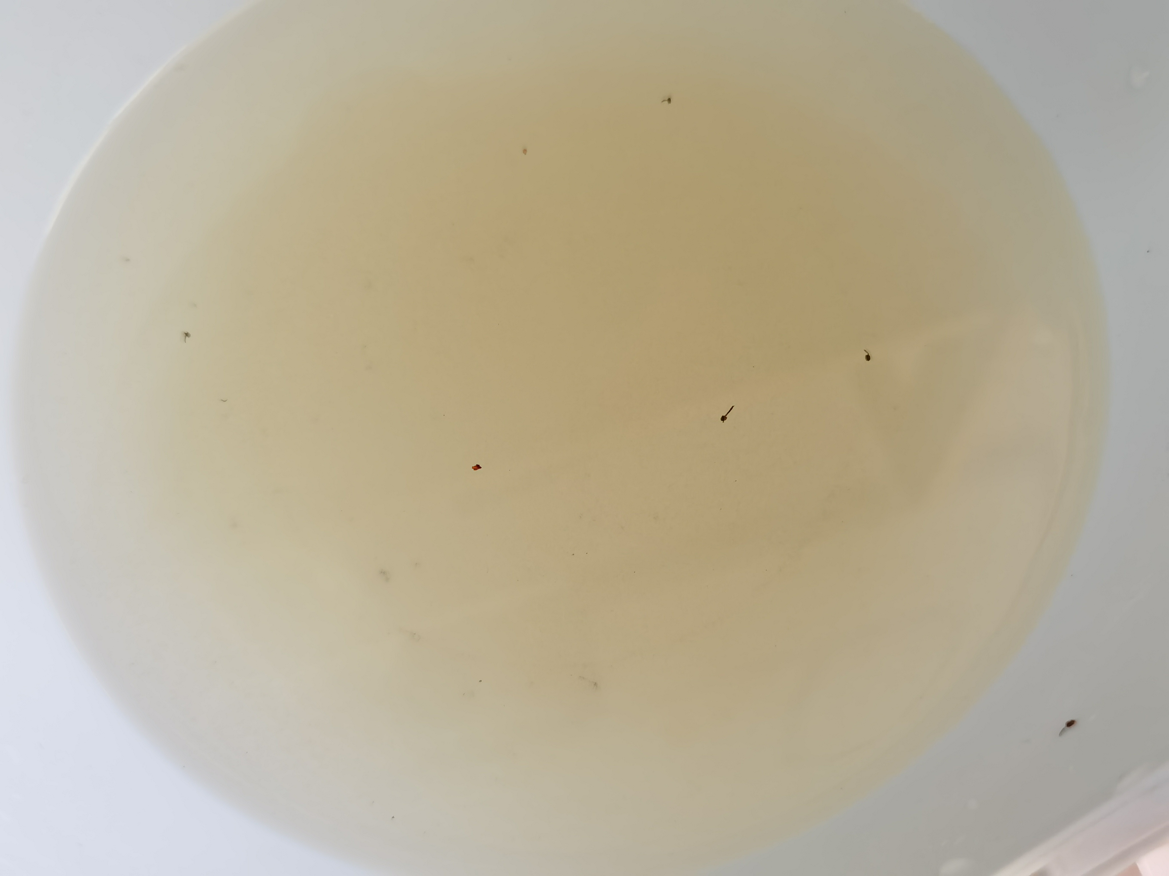 贝壳粉容易造假吗,贝壳粉测评