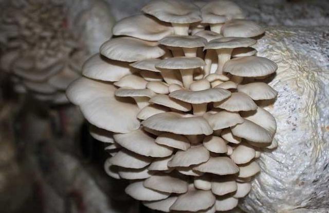 阳台平菇第二茬种植方法,阳台种葱种菜技术