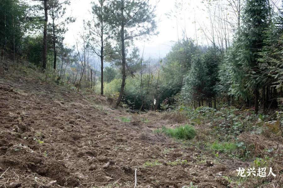 贵州道地药材天麻,道地药材天麻之乡