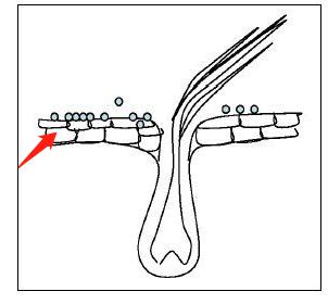 宠物病症知识,狗狗脓皮症初期是什么样的现象