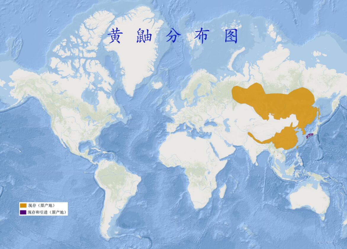 黄鼠狼被杀后果,3年内12万余只黄鼠狼惨遭毒手