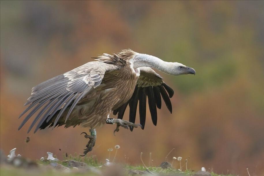 东江揽胜:收集常见鸟类图谱之猛禽篇,摄鸟人自留地,建议收藏