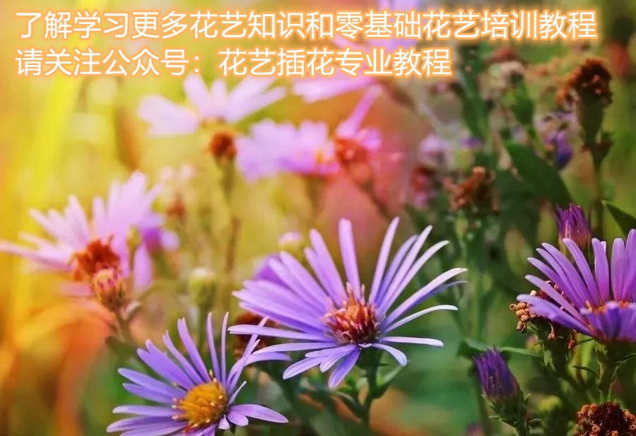 20种常见的菊科植物有哪些,哪些菊科植物好养