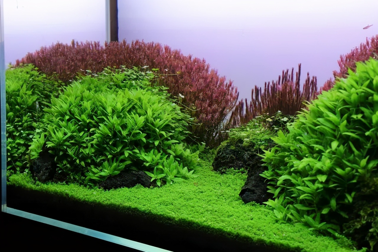 石上的迷你矮+血红宫廷，美的让人心醉