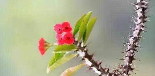 「识花儿」虎刺梅